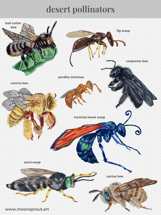 desert pollinators