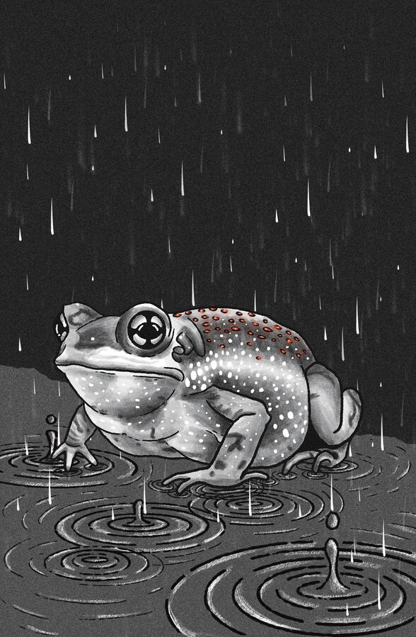 Monsoon Toadie, 2024